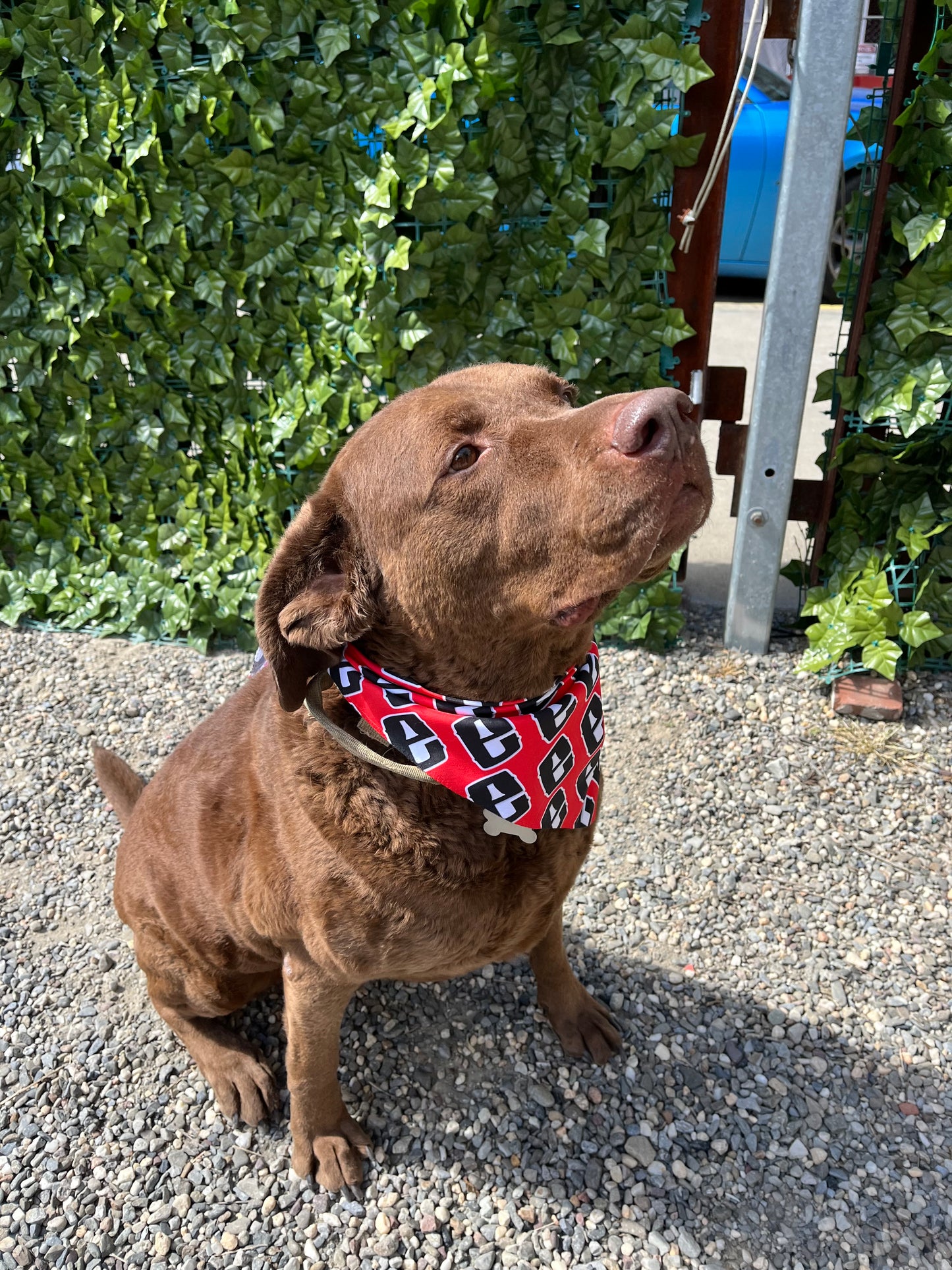 Bandana