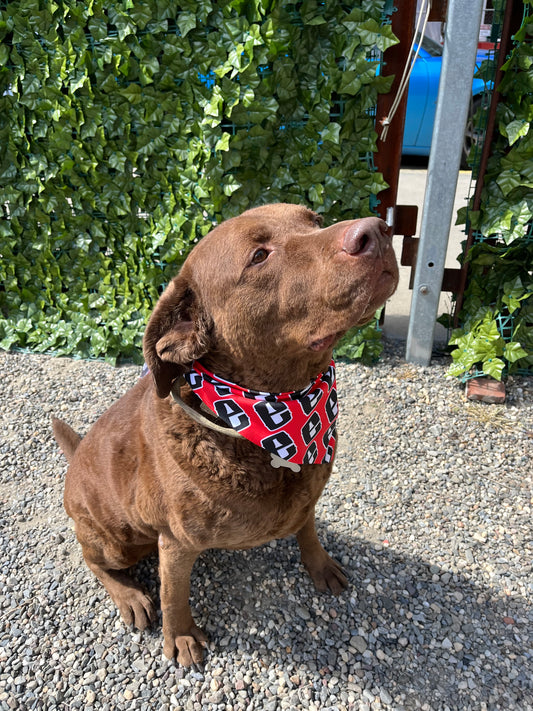 Bandana