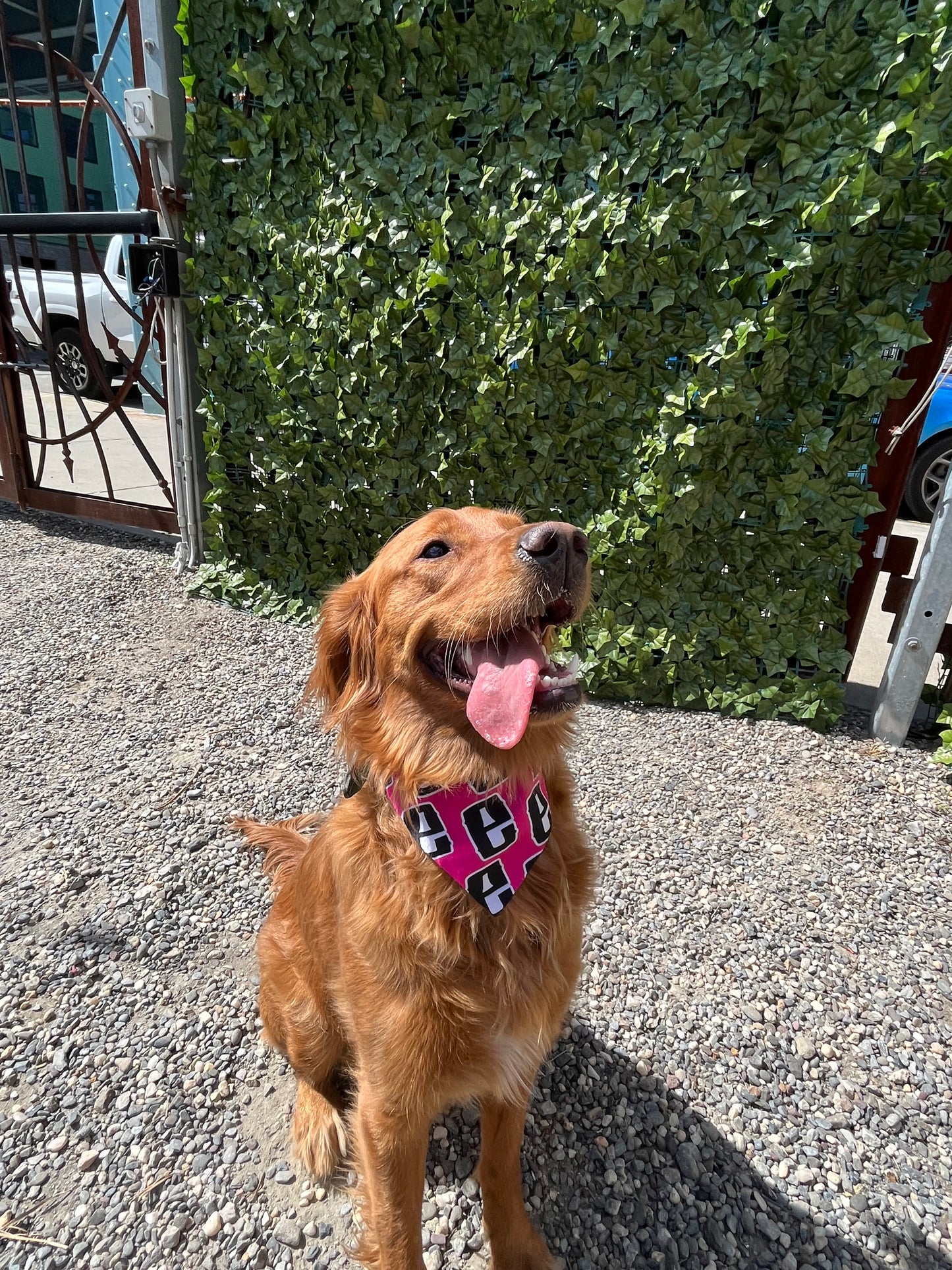 Bandana